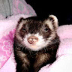 Meet your Posher, Carl